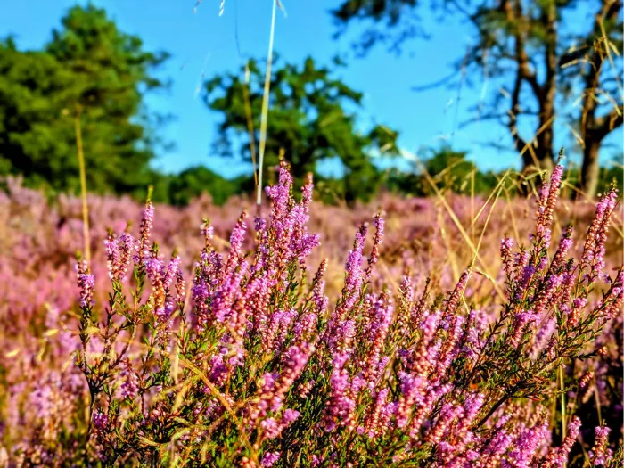 Bloeiende paarsroze heide met grassprieten voor groene bomen en een blauwe lucht