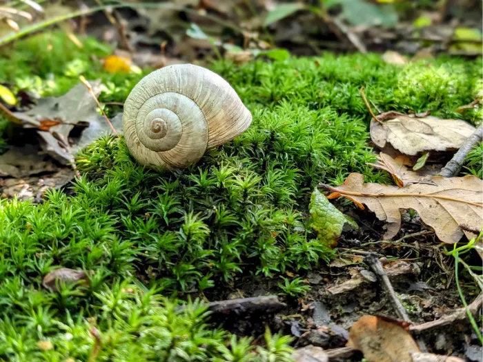Leeg slakkenhuisje op groen stermos tussen bruine herfstbladeren