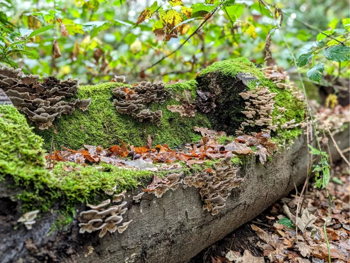 Liggende boomstam met mos, kleine zwammen en herfstbladeren in een uitgesneden zitplaats
