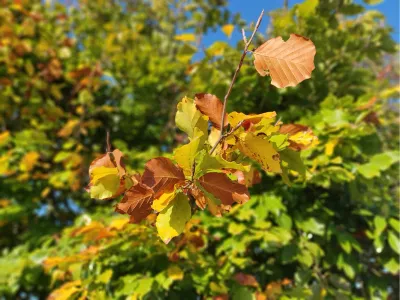 Herfstkleuren aan de boom, de foto