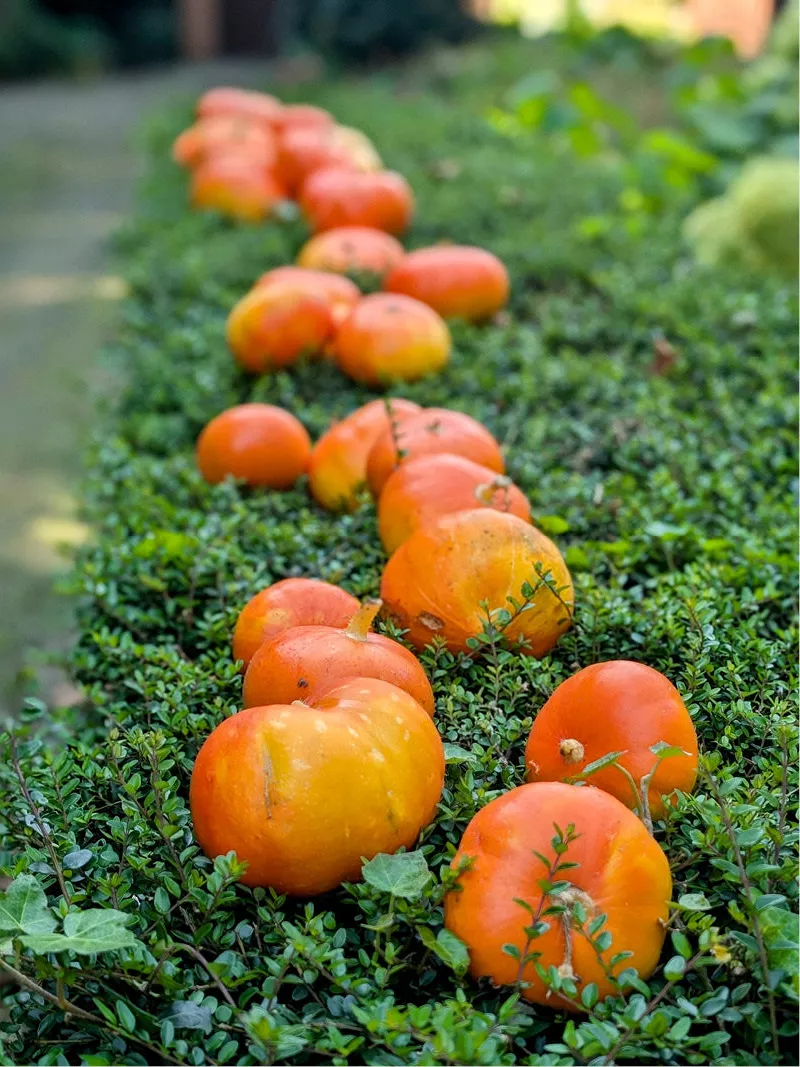 Rij oranje pompoentjes op een geschoren groene struik langs de straat