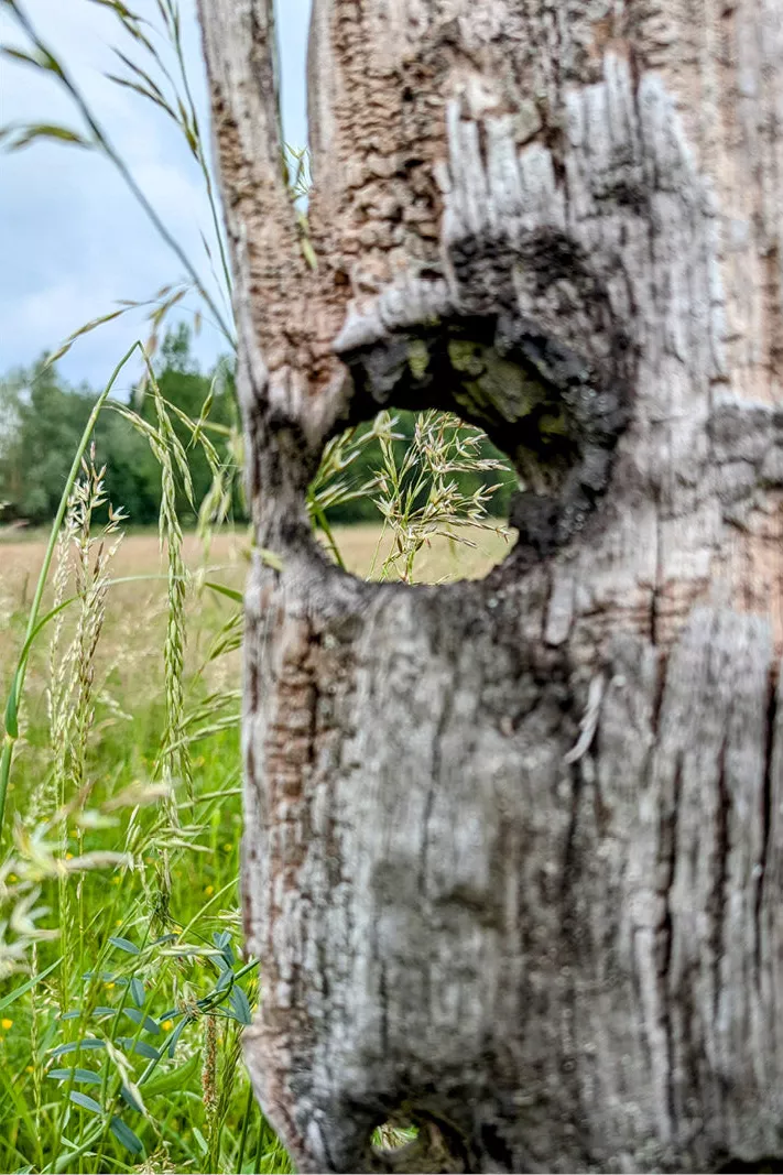 Verweerde houten paal met een rond doorkijkgat naar een veld met hoog gras