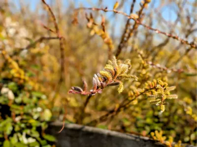 Wilgenkatjes in bloei, de foto
