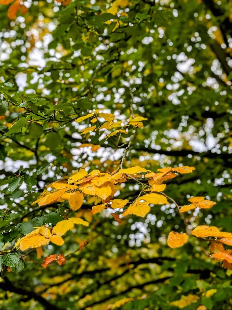 Geel gekleurde herfstblaadjes aan een tak tussen groene bladeren