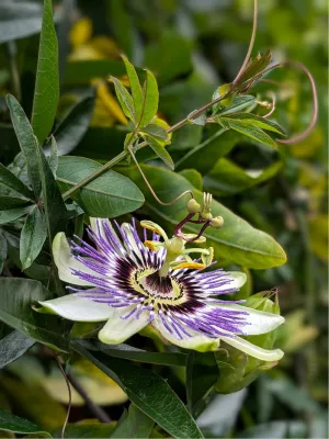 Bloem met passie, de foto