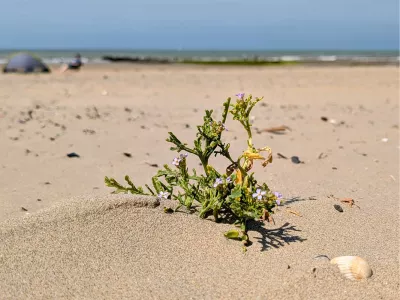 Strandplant, de foto