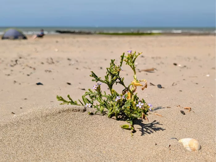Plantje met lila bloempjes in het zand van het strand, met een schelp en de zee erachter