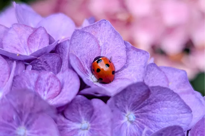 Lieveheersbeestje tussen lila hortensiabloempjes met roze hortensia's wazig erachter