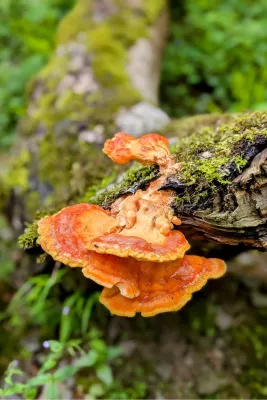 Oranje zwam, de foto