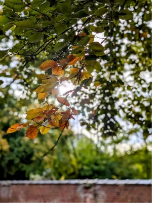 Herfstblaadjes, de foto