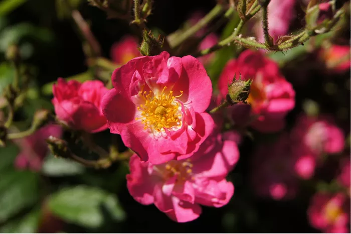 Roze bloemen van een struikroos met gele meeldraden tegen een donkere achtergrond