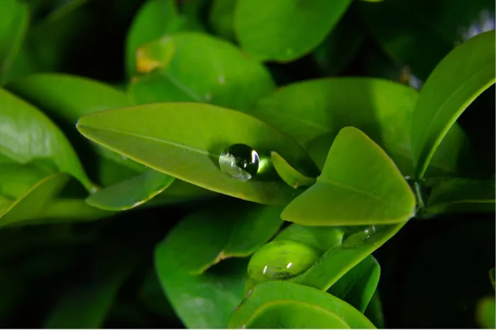Heldere druppels als parels op glanzende groene blaadjes tegen een donkere achtergrond