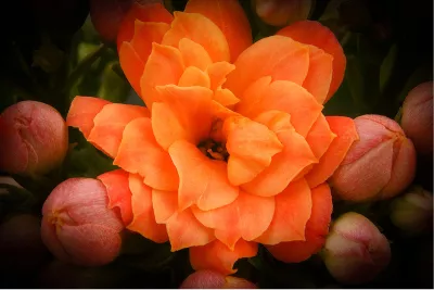 Kalanchoë Close-up, de foto