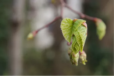 Delicaat blaadje, de foto