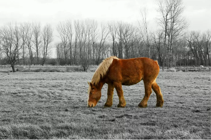 Grazend bruin boerenpaard in kleur tegen een zwart-witte wei met kale bomen
