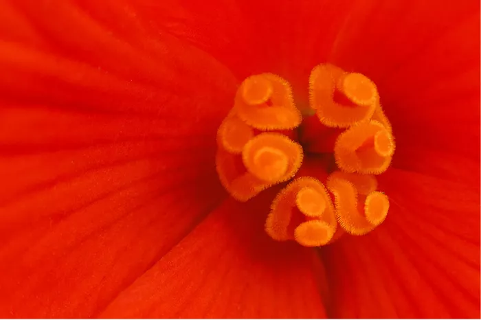 Gekrulde oranje meeldraden in het hart van een oranjerode begonia, van heel dichtbij