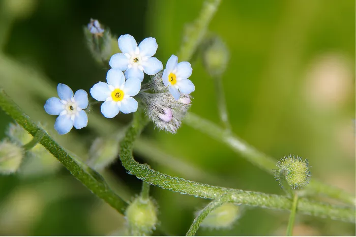 Lichtblauwe vergeet-mij-nietjes met geel hartje op behaarde stengels
