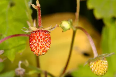 Aardbijna, de foto