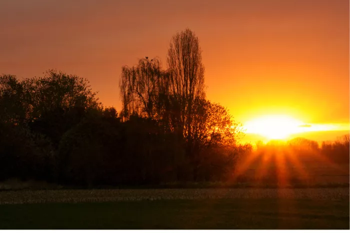 Zonsopgang met stralen tussen silhouetten van bomen boven een veld in geel en oranje