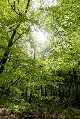Groene bomen met een zonnetje, de foto