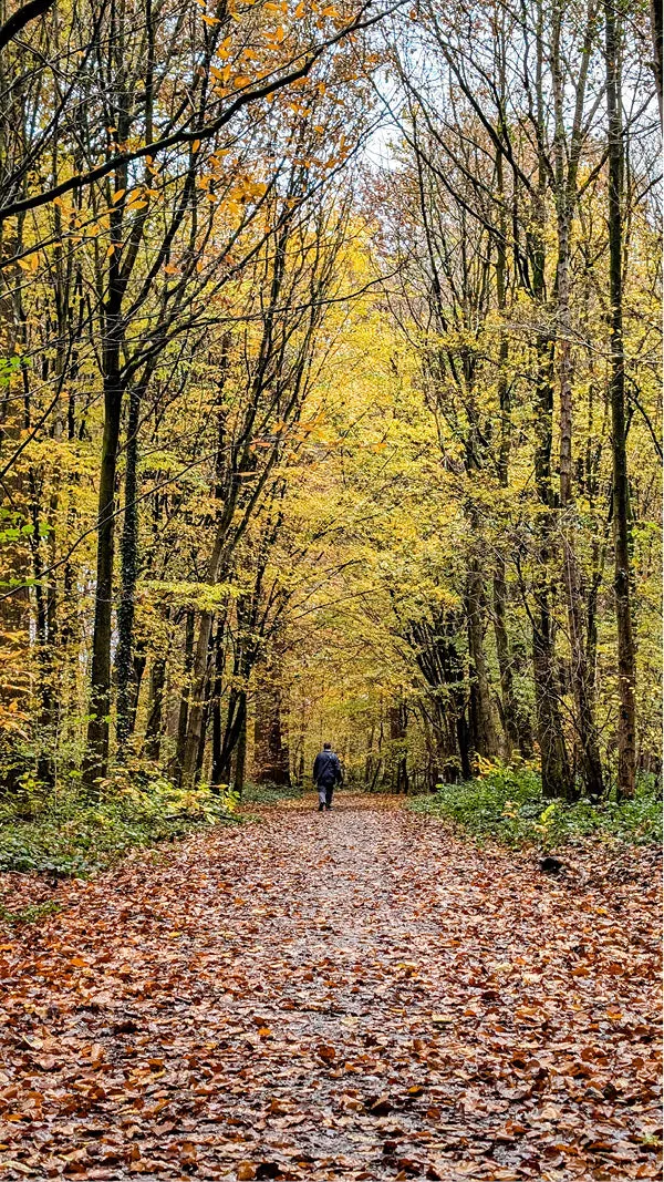 Wandelaar op een bospad vol bruin blad tussen hoge bomen in gele herfstkleuren