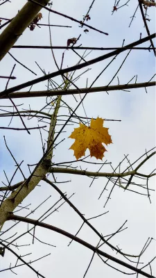 Last leaf hanging, de foto