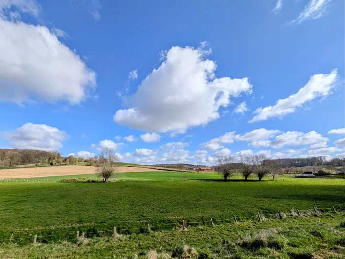 Groen weiland met afsluiting en knotwilgen onder een blauwe lucht met witte wolken