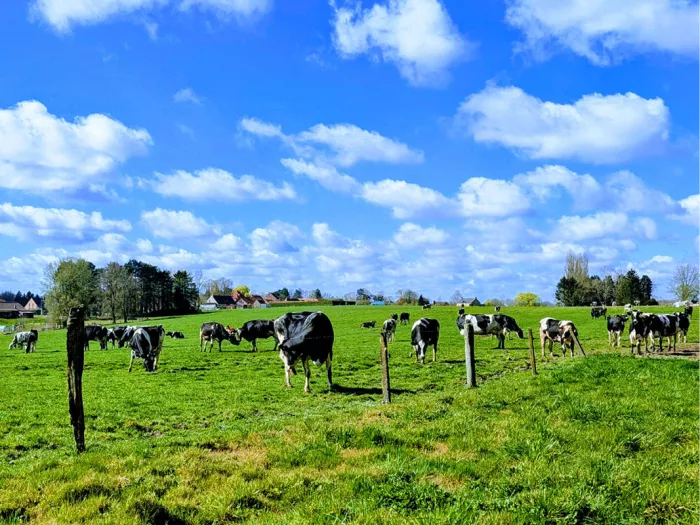 Zwartbonte koeien in een groene lentewei onder een blauwe lucht met witte wolken