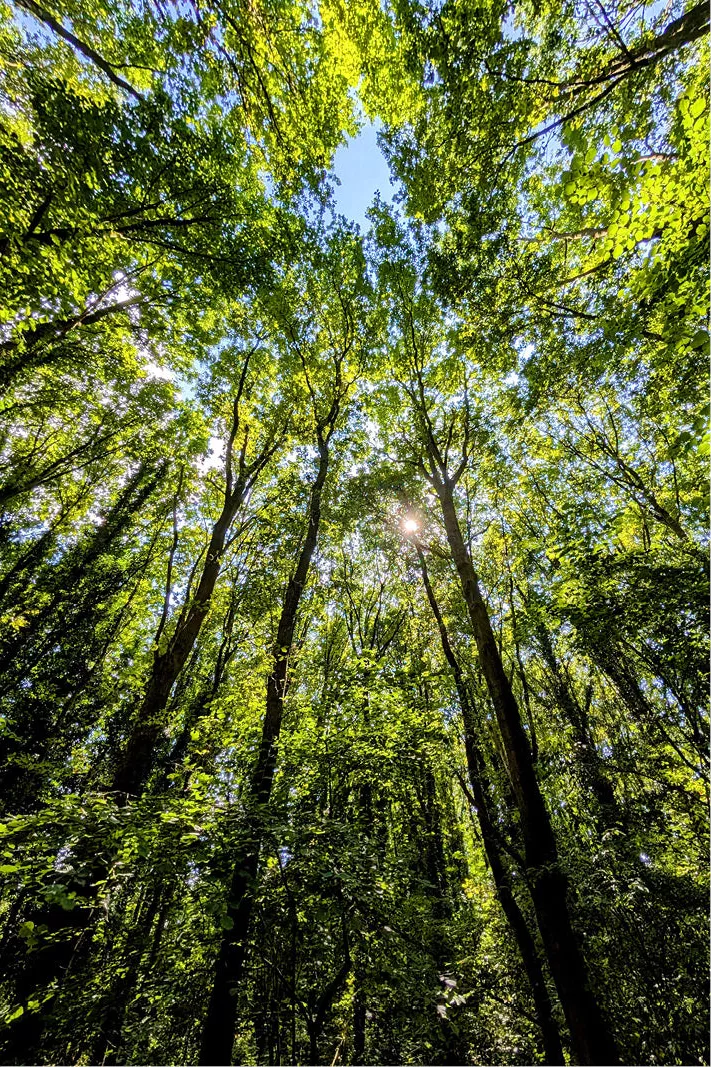 Hoge boomstammen van onderen gezien naar het groene bladerdak met de zon erdoor
