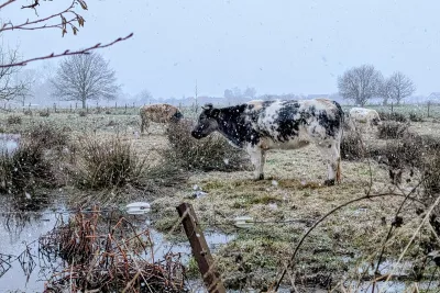 Koe in de sneeuwbui, de foto