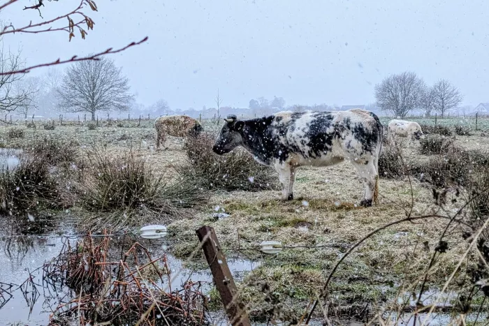 Zwartbonte koe staat in profiel in een winters weiland met pollen gras en natte plassen, terwijl er dichte sneeuwvlokken vallen en kale bomen in de mist verdwijnen.