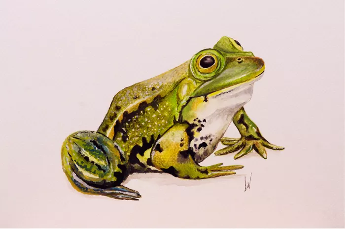 Groene kikker in zijaanzicht met zwarte vlekken, een glanzend oog en witte keel op een lichte achtergrond