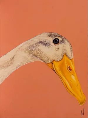 Duck duck, de foto