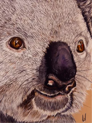 Koala, de foto