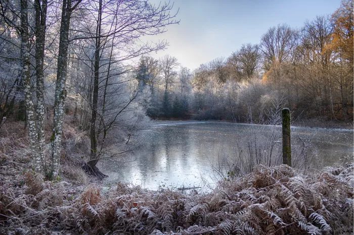 Bevroren vijver tussen berijpte bomen en varens in de winter