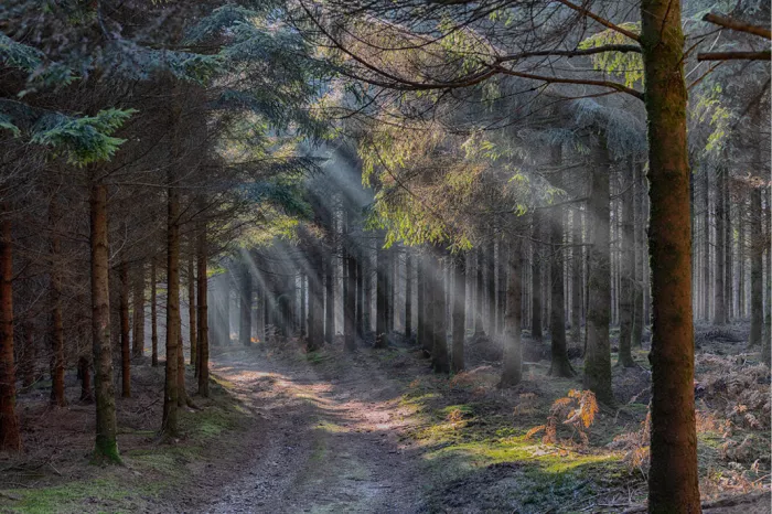 Bospad tussen naaldbomen met zonnestralen die door de takken vallen