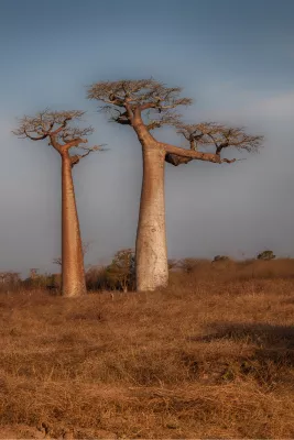 Baobabs, de foto