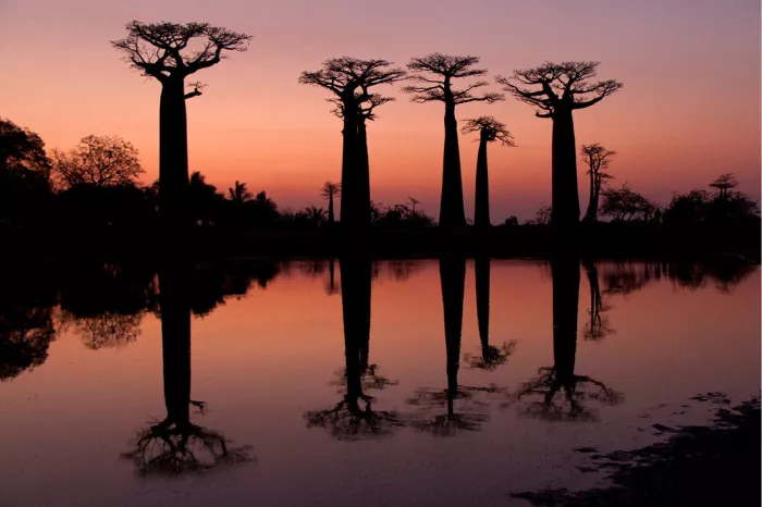 Silhouetten van baobabs die spiegelen in stil water bij een roze zonsondergang