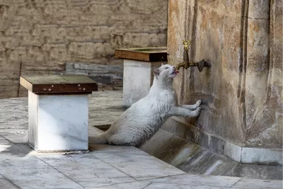 Grote dorst, de foto