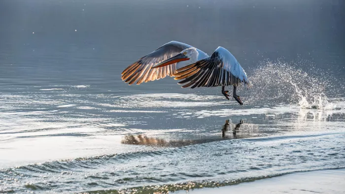 Kroeskoppelikaan met gespreide vleugels die opstijgt van het water, met opspattende druppels