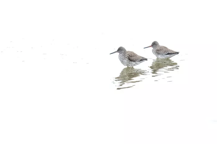 Twee tureluurs in ondiep water met hun spiegelbeeld, tegen een bijna volledig witte achtergrond