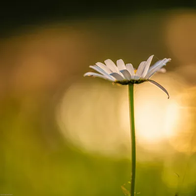 Madeliefje in het groen, de foto