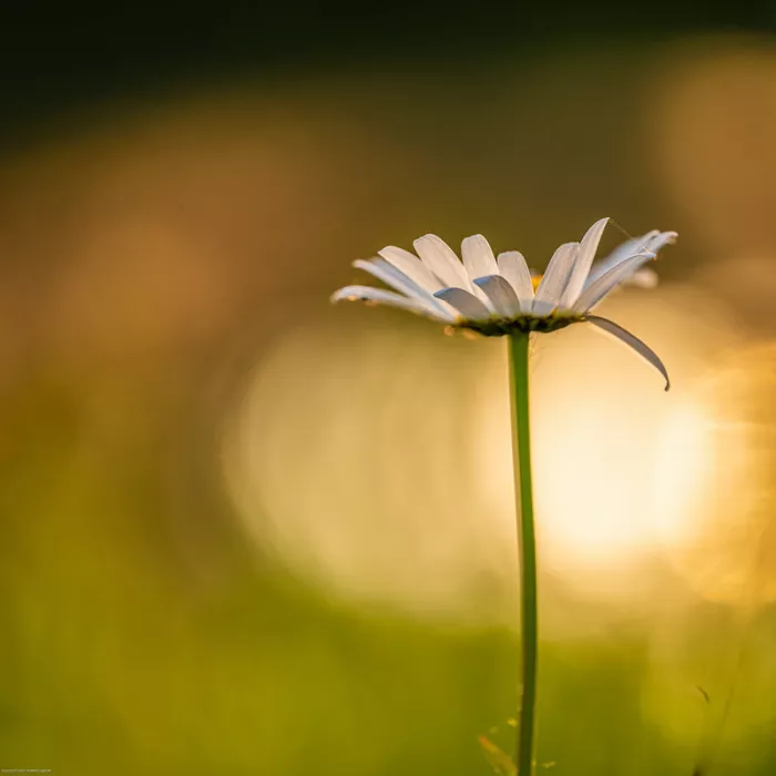 Madeliefje op een slanke stengel tegen een wazige achtergrond van goud en groen tegenlicht
