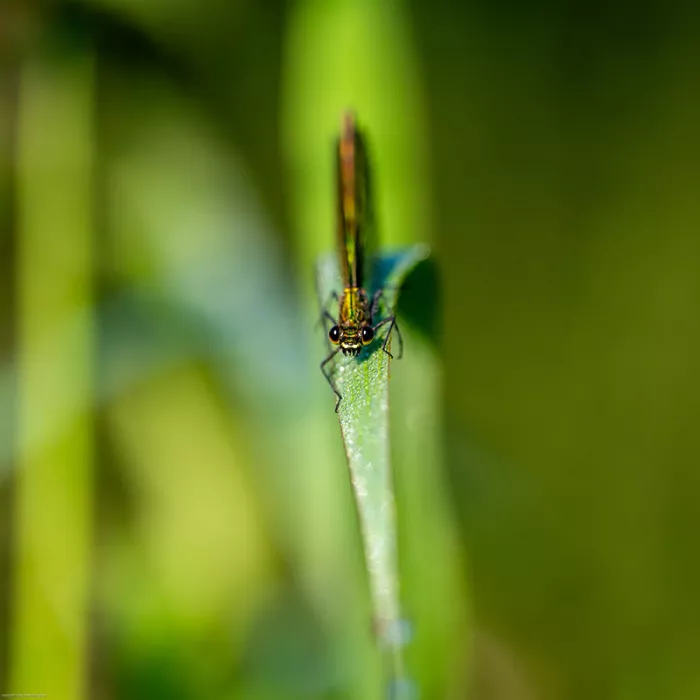 Weidebeekjuffer op een grassprietje die recht in de camera kijkt, tegen een wazige groene achtergrond