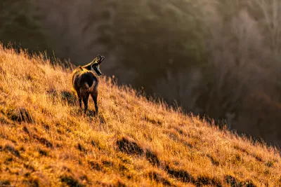 Berggeit bekijkt de afgrond, de foto