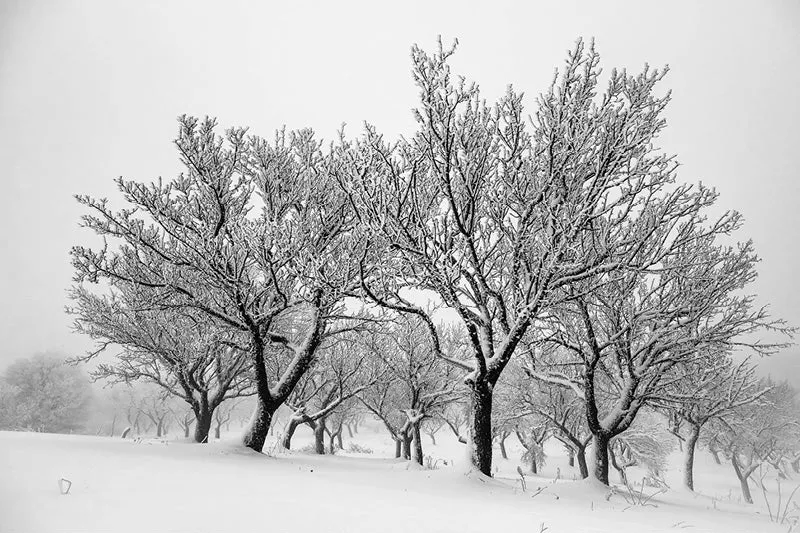 Besneeuwde bomen met berijpte takken op een witte heuvel in de mist
