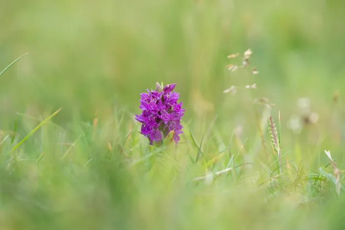 Paarse wilde orchidee tussen hoog groen gras, tegen een zachte wazige groene achtergrond