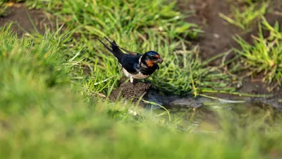 Boerenzwaluw in de bouw, de foto