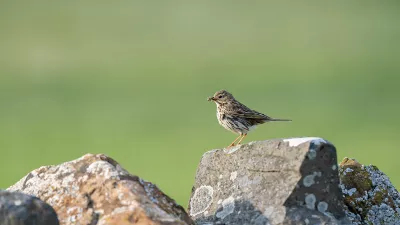 Pieper heeft prijs, de foto
