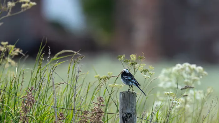 Witte kwikstaart op een houten paaltje tussen hoog gras en witte schermbloemen